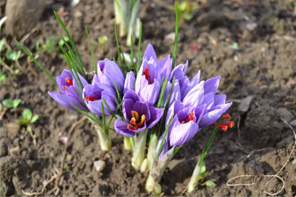fiori schiusi