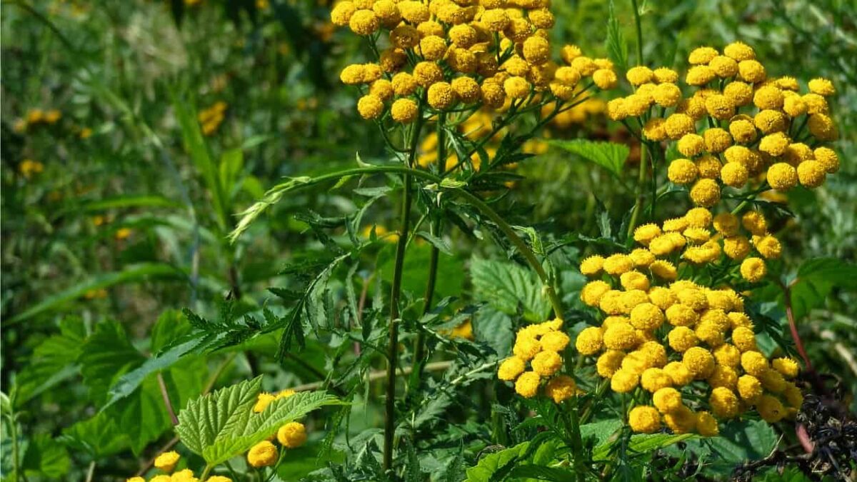 fiori di tanaceto