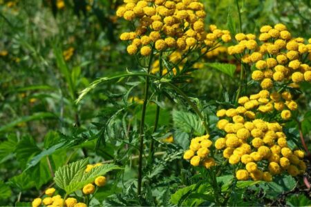 fiori di tanaceto