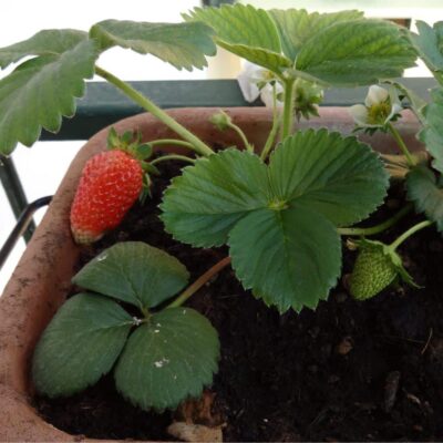 fragole sul balcone