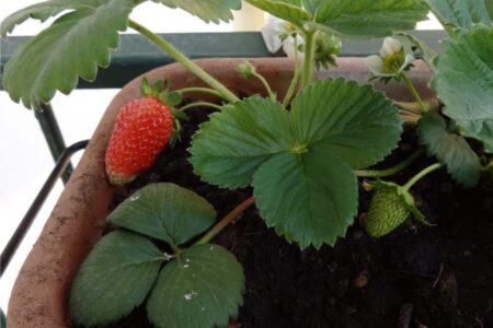 fragole sul balcone