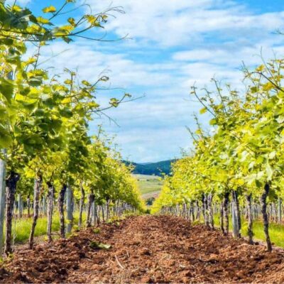 impianto di vigneto di uva da tavola