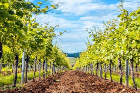 impianto di vigneto di uva da tavola