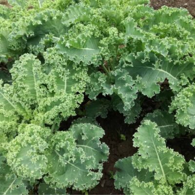 cavolo riccio kale