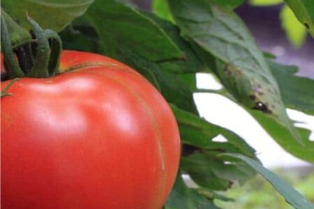 Macerato di pomodoro