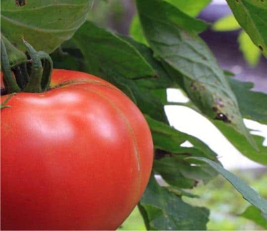 Macerato di pomodoro