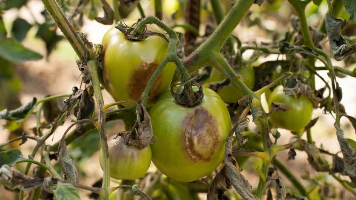 malattie del pomodoro