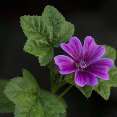 malva fiore officinale