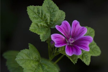 malva fiore officinale