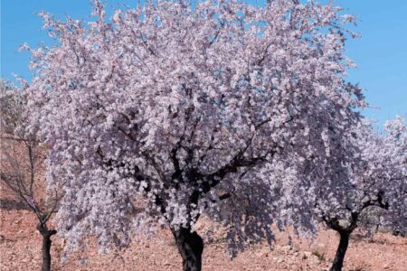 mandorlo: albero in fiore