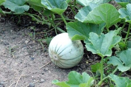 la pianta del melone