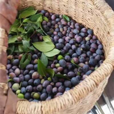 cestino con bacche di mirto