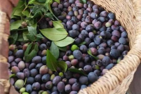 cestino con bacche di mirto