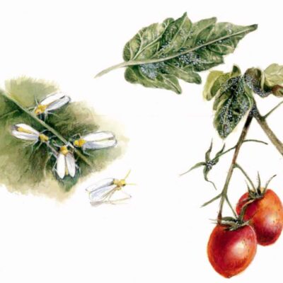 mosca bianca
