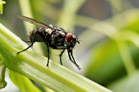 mosca domestica