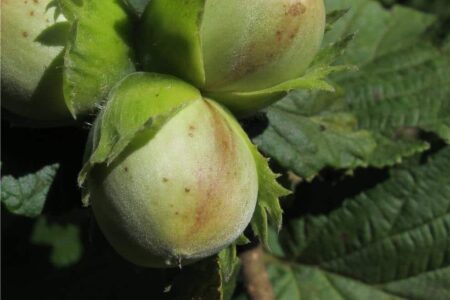 nocciole in maturazione