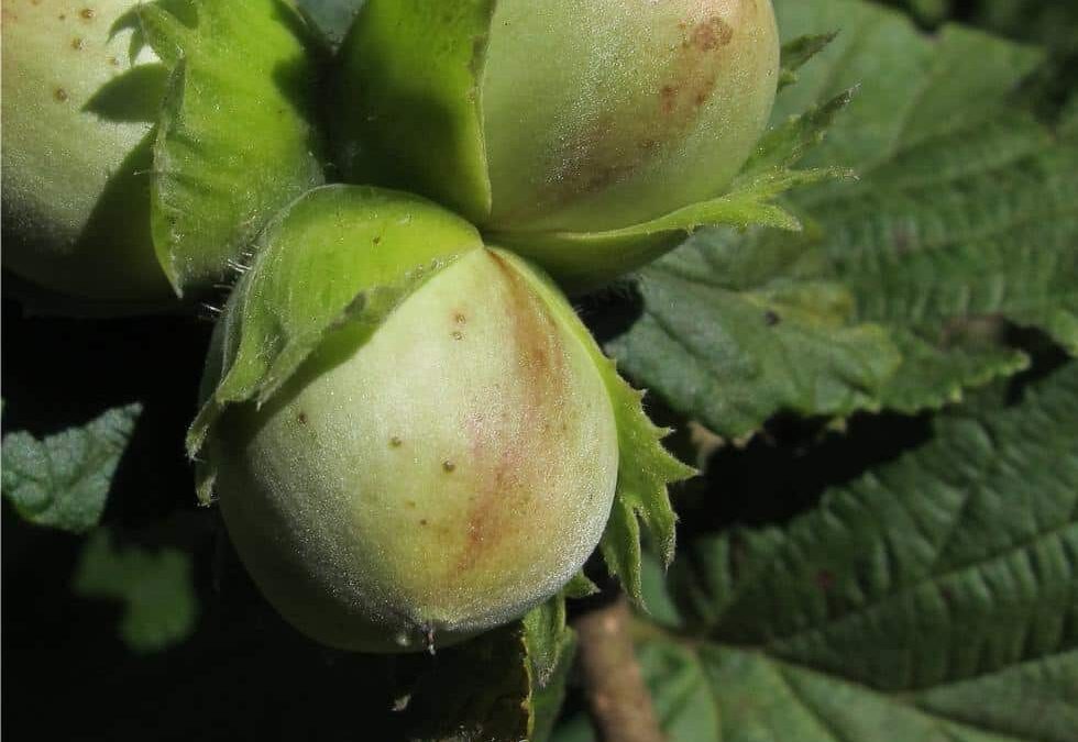 nocciole in maturazione