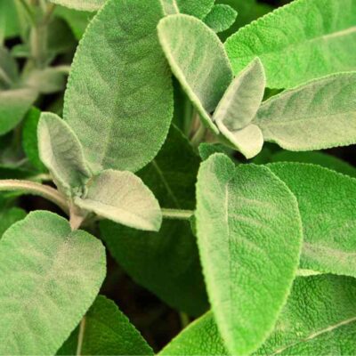 oidio sulla salvia