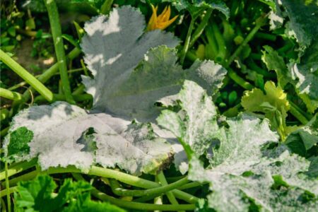 oidio delle zucchine