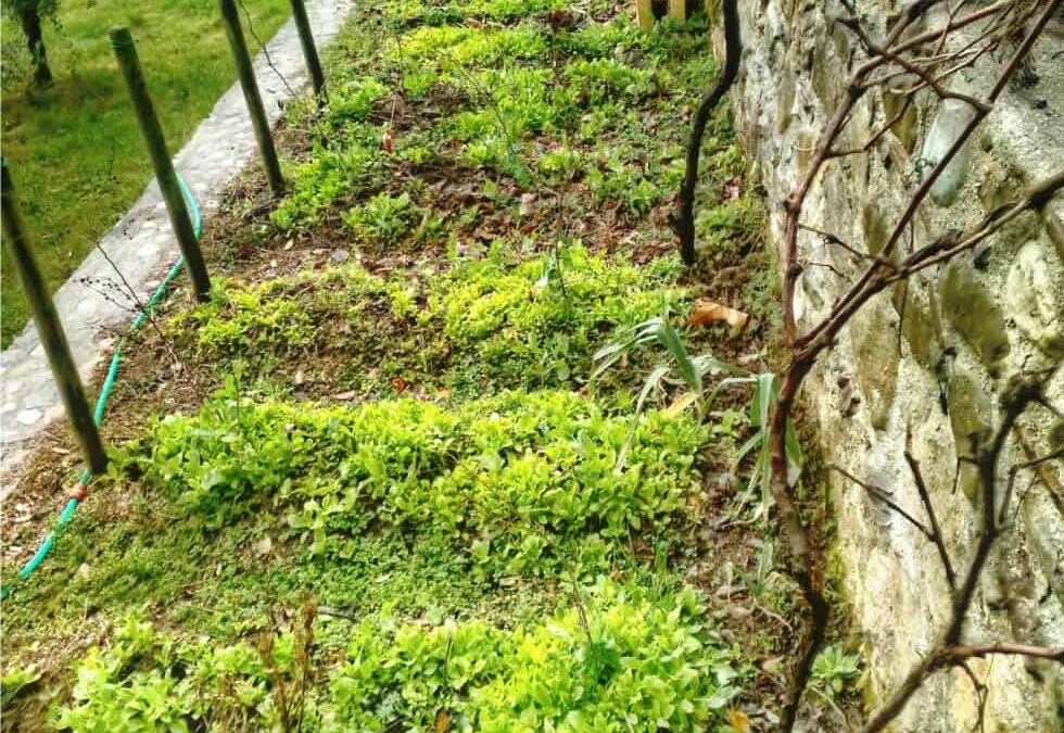 orto in agricoltura naturale