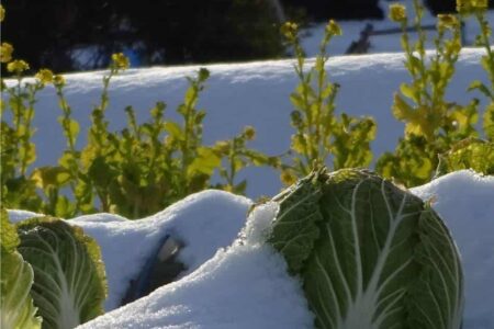 orto sotto la neve