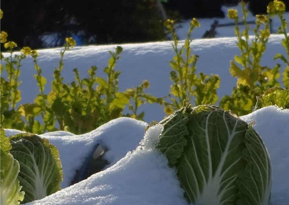 orto sotto la neve