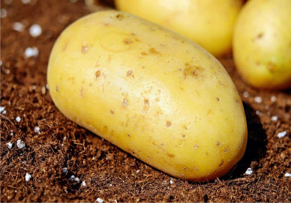 semina patate