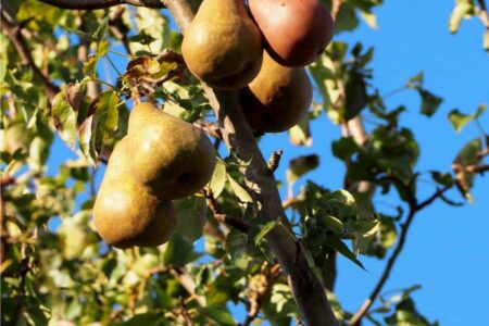 albero di pere: rami e frutti