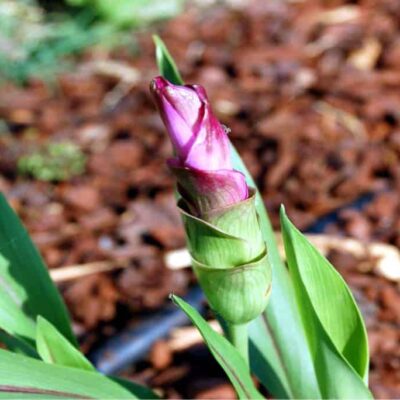 la curcuma fiorisce in orto