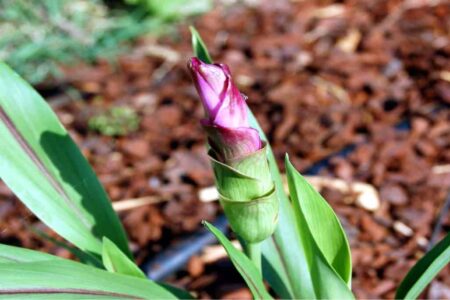 la curcuma fiorisce in orto