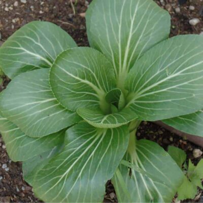 pianta di pak choi