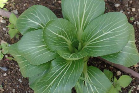 pianta di pak choi