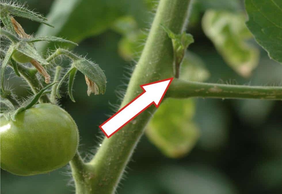 piccola femminella di pomodoro