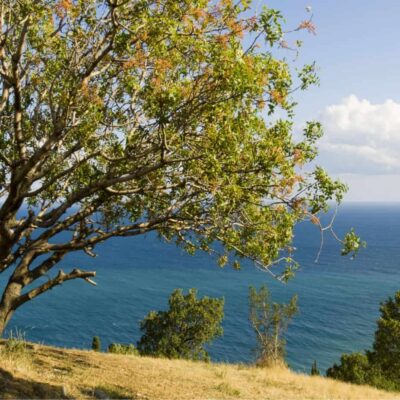 albero di pistacchio