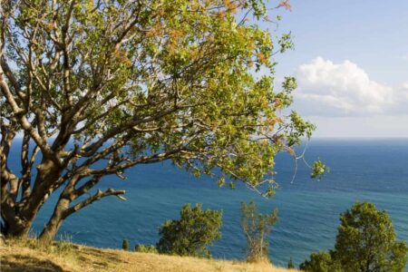 albero di pistacchio