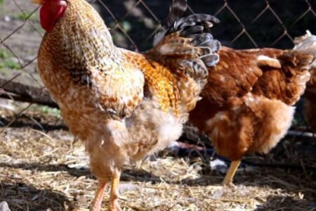 pollina dal letame delle galline