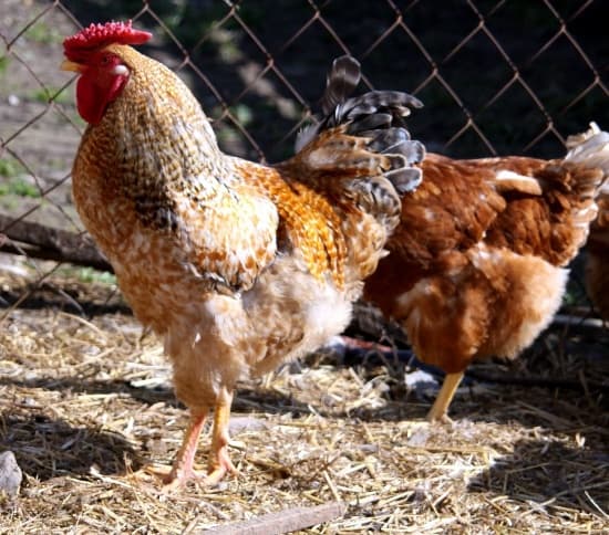 pollina dal letame delle galline