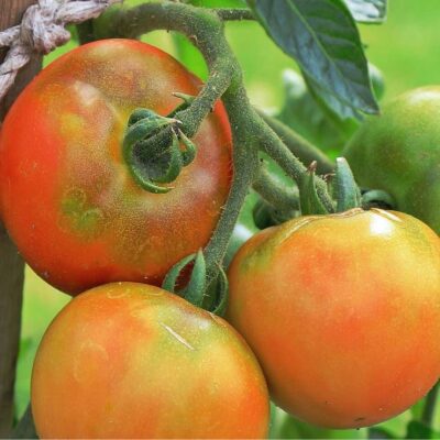 pomodori in maturazione