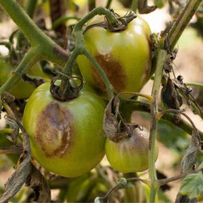 pomodori con peronospora