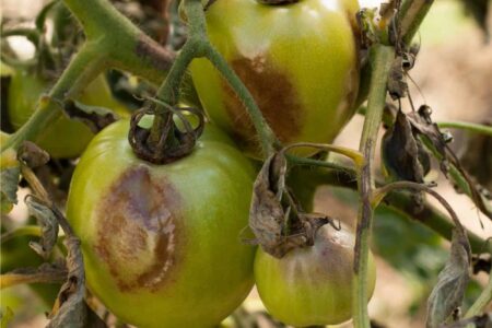 pomodori con peronospora