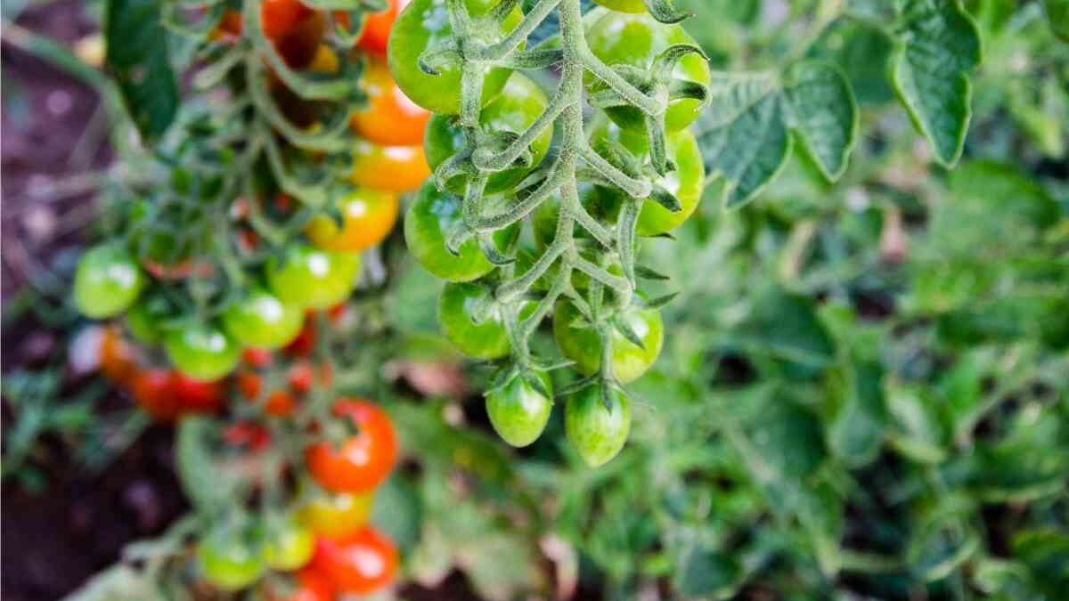 pomodori verdi