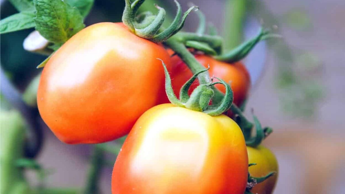 pomodoro frutto