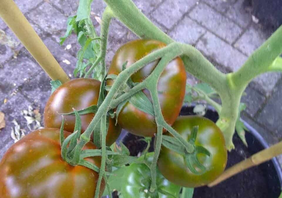 pomodori in vaso