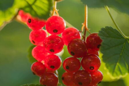 la potatura del ribes