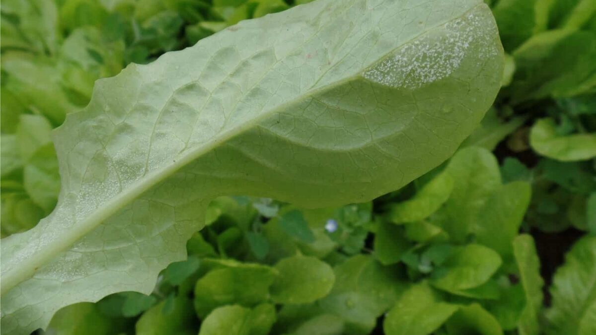 peronospora su foglia di lattuga