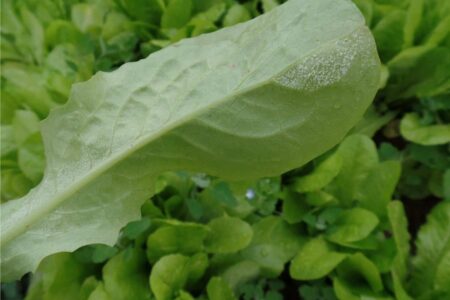 peronospora su foglia di lattuga