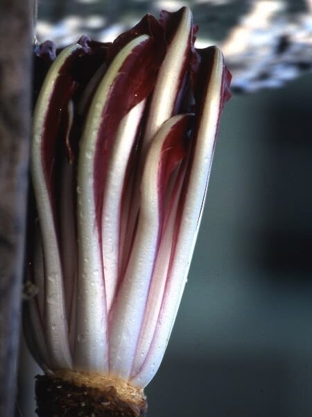 imbianchimento del radicchio