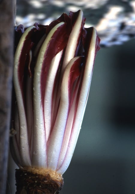 imbianchimento del radicchio