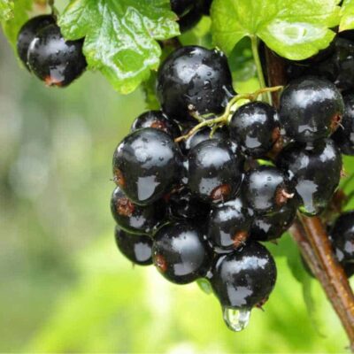 ribes nero