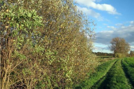 siepe naturale con salici